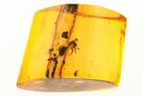 Detailed Fossil Ant (Formicidae) and Stalactite in Baltic Amber #288484-1